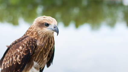 Healthy brown hawk standing portraited in front of lake background