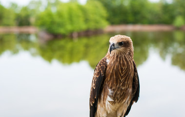 Healthy brown hawk standing portraited in front of lake background