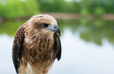 Healthy brown hawk standing portraited in front of lake background