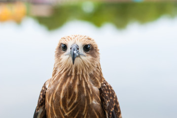 Healthy brown hawk standing portraited in front of lake background