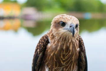 Healthy brown hawk standing portraited in front of lake background