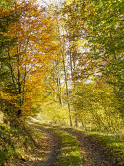 Obraz premium A sun-dappled forest path in autumn in a mixed Belgian forest