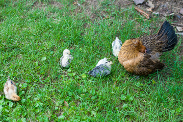 A healthy hen feeding and taking care her four new born chicks on green grass