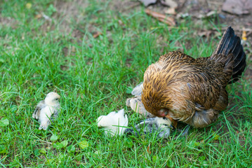 A healthy hen feeding and taking care her four new born chicks on green grass