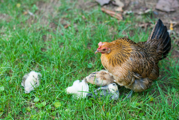 A healthy hen feeding and taking care her four new born chicks on green grass
