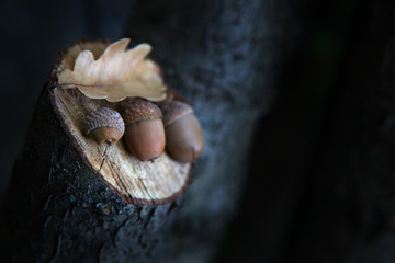 Autumn forest acorn leaf 