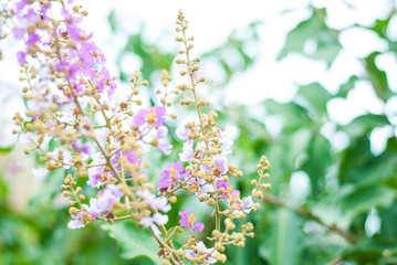 Beautiful pink flower on its branch with green nature background