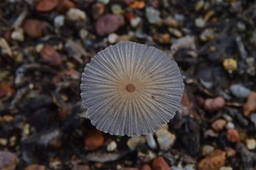 top view of mushroom