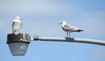 Seagulls