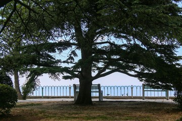 Fototapeta na wymiar Tree and the sea