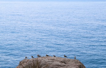 Seagulls on the rock 