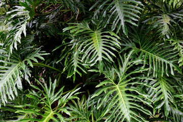 Lush deep green leaves in a tropical rainforest in Costa Rica, Central America