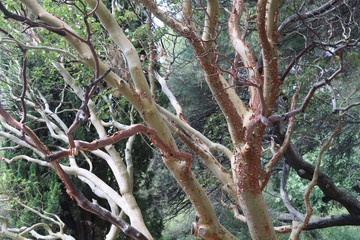 Branch of a tree 