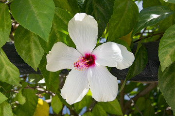 Close-up shot of white hibiscus flower on a branch among the leaves