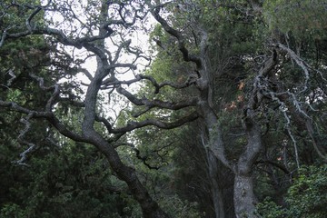 Old dry tree