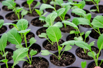 Cabbage seedlings in the greenhouse