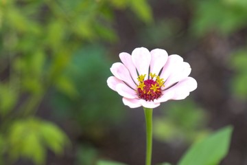 White flower 