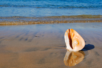 Fototapeta na wymiar Big Sea shell is on the sand on the beach of Nusa Duo. The Island Of Bali 