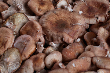 mushrooms in the market