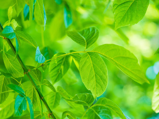 Bright green close up of leaves 