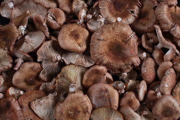 mushrooms in the market