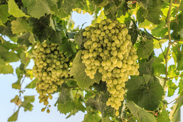 White grapes hanging on a bush in a sunny beautiful day.