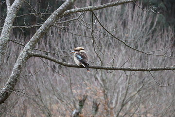 Kookaburra