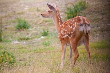 Naklejka na ściany i meble Female fallow deer on grazing in her natural enviroment