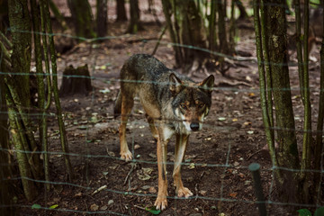 A wolf trapped behind a grate