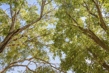 Tree branches in a park setting Washington state.