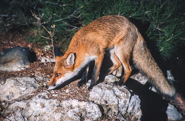 A red fox sniffing the ground at night