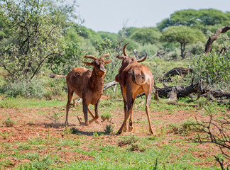 Naklejka na ściany i meble Tsessebe Antelope