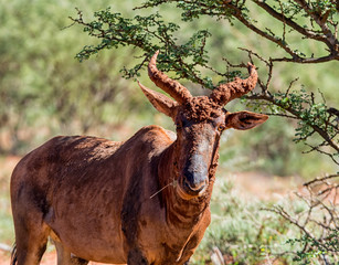 Tsessebe Antelope