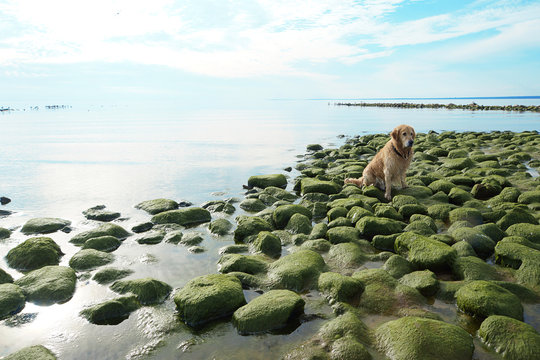 Red-haired Dog Breed Golden Retriever Sits On Green Stones Covered With Mud