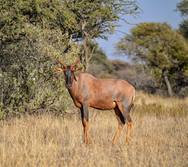 Naklejka na ściany i meble Tsessebe Antelope