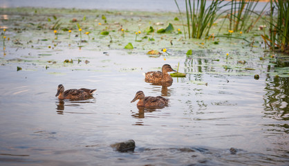 Duck with a group of ducks swimming on the lake. Horizontal picture. Lots of space for text. Photo taken during sunset