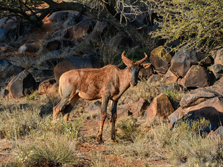 Tsessebe Antelope