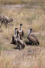 Vultures in Etosha National Park, Namibia