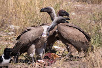 Vultures in Etosha National Park, Namibia