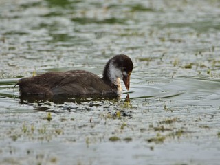 Juvenile eurasian coot (common coot, Fulica atra)
