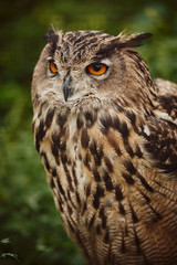 Big owl close up