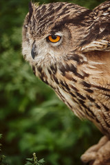 Wild big owl closeup, eyes of an owl