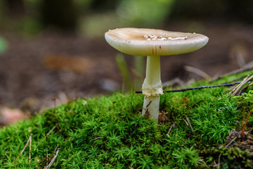 mushroom in the forest macro