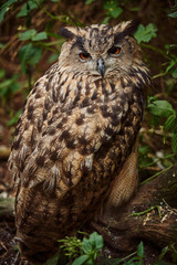 owl on the background of Leaves