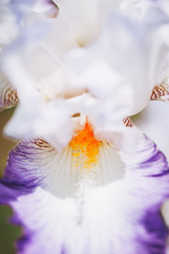 Close up pistils orange d'un iris