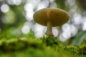mushroom in the forest macro