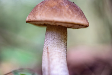 mushroom in the forest macro