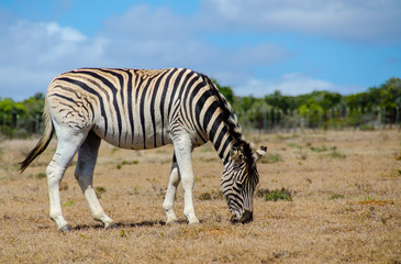 Obraz na płótnie Canvas Zebra