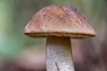 mushroom in the forest macro