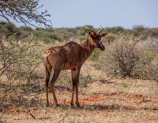 Tsessebe